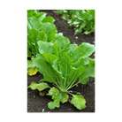 Mustard Greens Vegetable Seeds Packet - Chive UK Wholesale