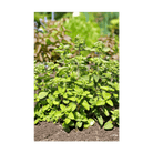 Oregano Herb Seeds Packet - Chive UK Wholesale