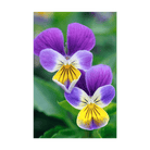 Pansy Flower Seeds Packet - Chive UK Wholesale