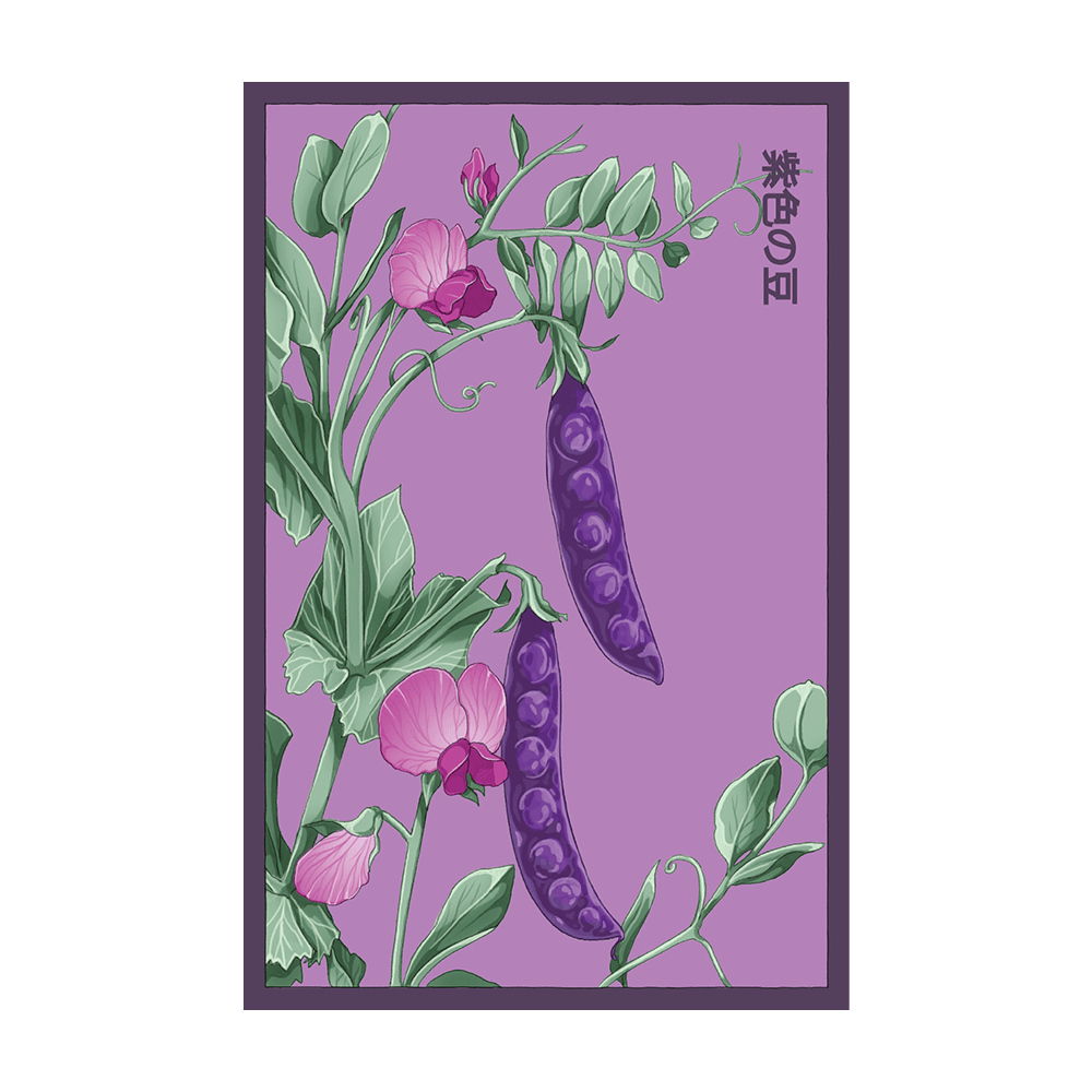 Purple Peas Vegetable Seeds Packet - Chive UK Wholesale
