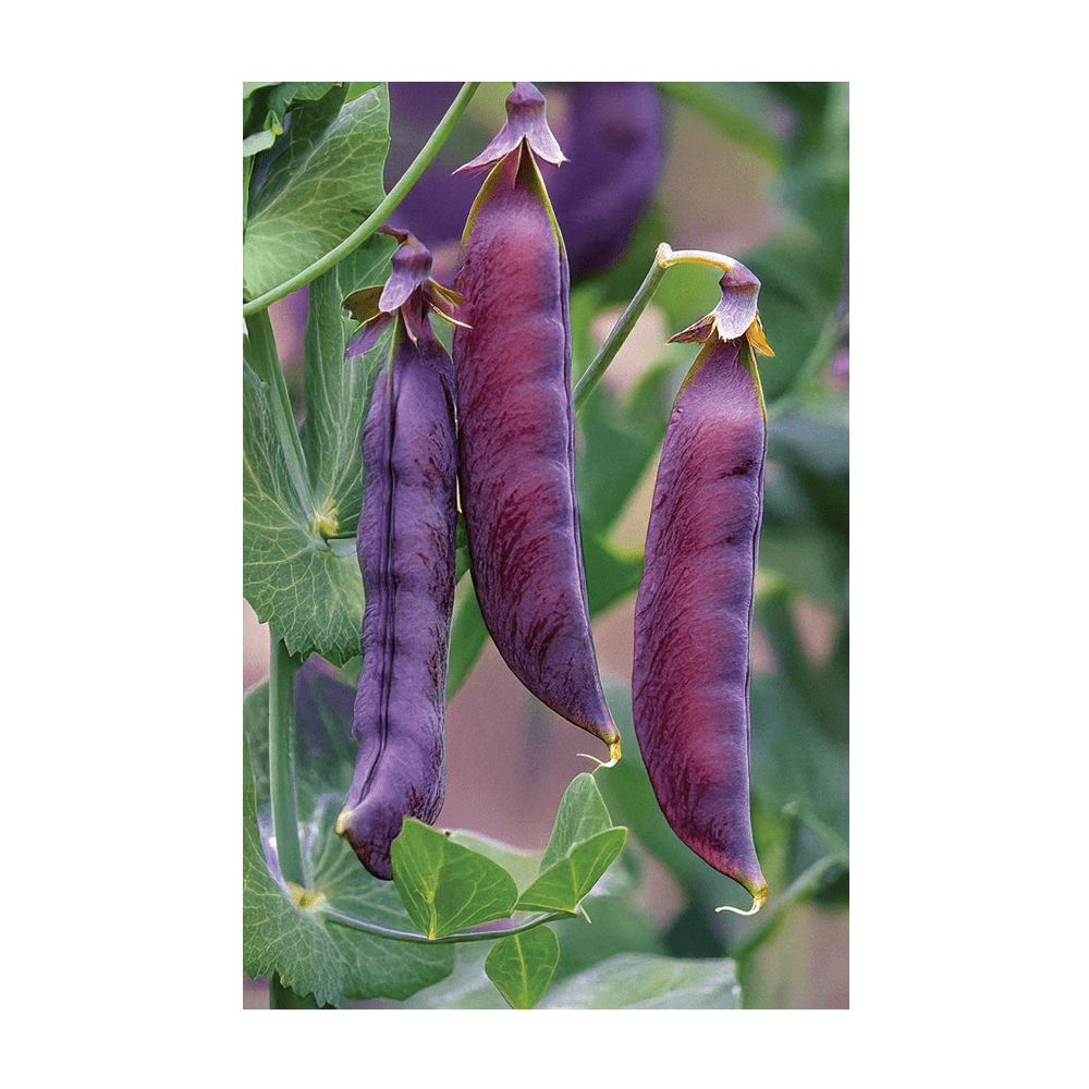 Purple Peas Vegetable Seeds Packet - Chive UK Wholesale