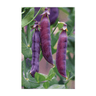 Purple Peas Vegetable Seeds Packet - Chive UK Wholesale