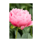 Peony Flower Seeds Packet - Chive UK Wholesale