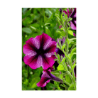 Trailing Petunia Flower Seeds Packet - Chive UK Wholesale