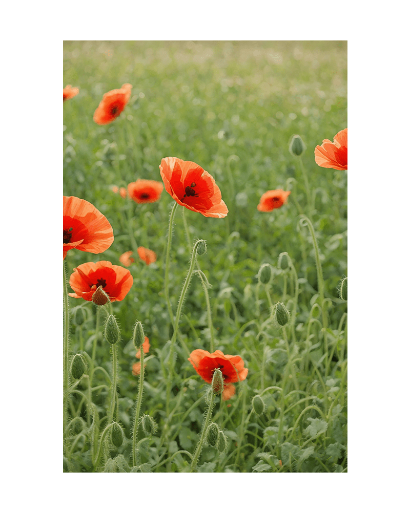 Corn Poppy Flower Seeds Packet - Chive UK Wholesale