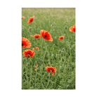 Corn Poppy Flower Seeds Packet - Chive UK Wholesale