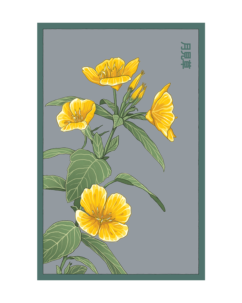 Evening Primrose Flower Seeds Packet - Chive UK Wholesale