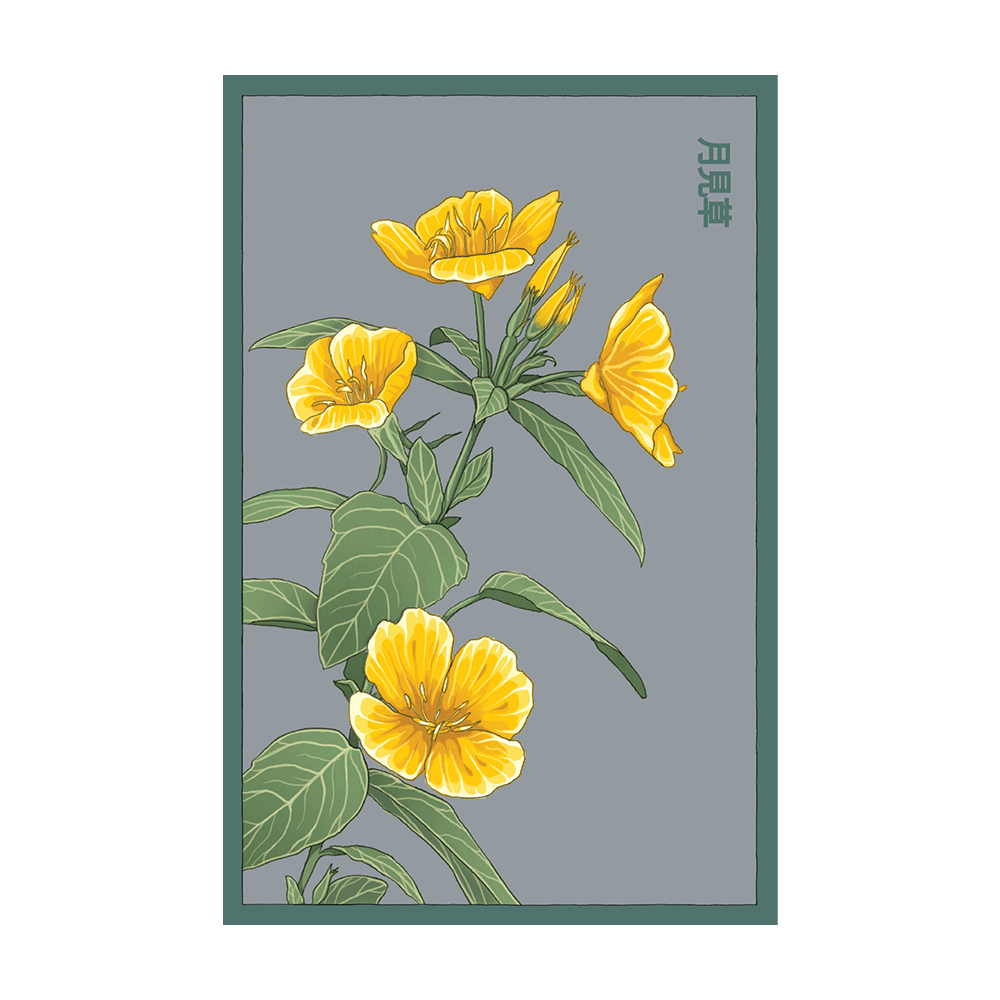 Evening Primrose Flower Seeds Packet - Chive UK Wholesale
