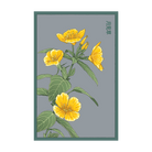Evening Primrose Flower Seeds Packet - Chive UK Wholesale