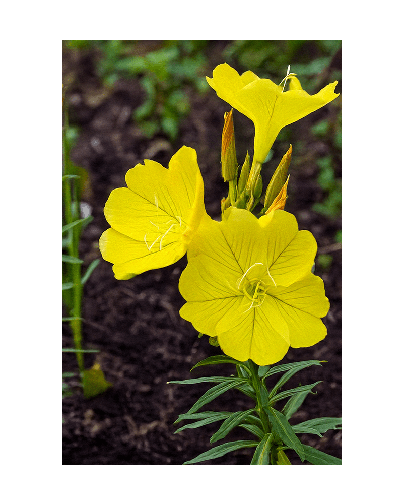 Evening Primrose Flower Seeds Packet - Chive UK Wholesale
