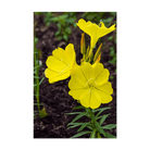 Evening Primrose Flower Seeds Packet - Chive UK Wholesale