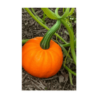 Pumpkin Squash Vegetable Seeds Packet - Chive UK Wholesale