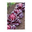 Radicchio Vegetable Seeds Packet - Chive UK Wholesale