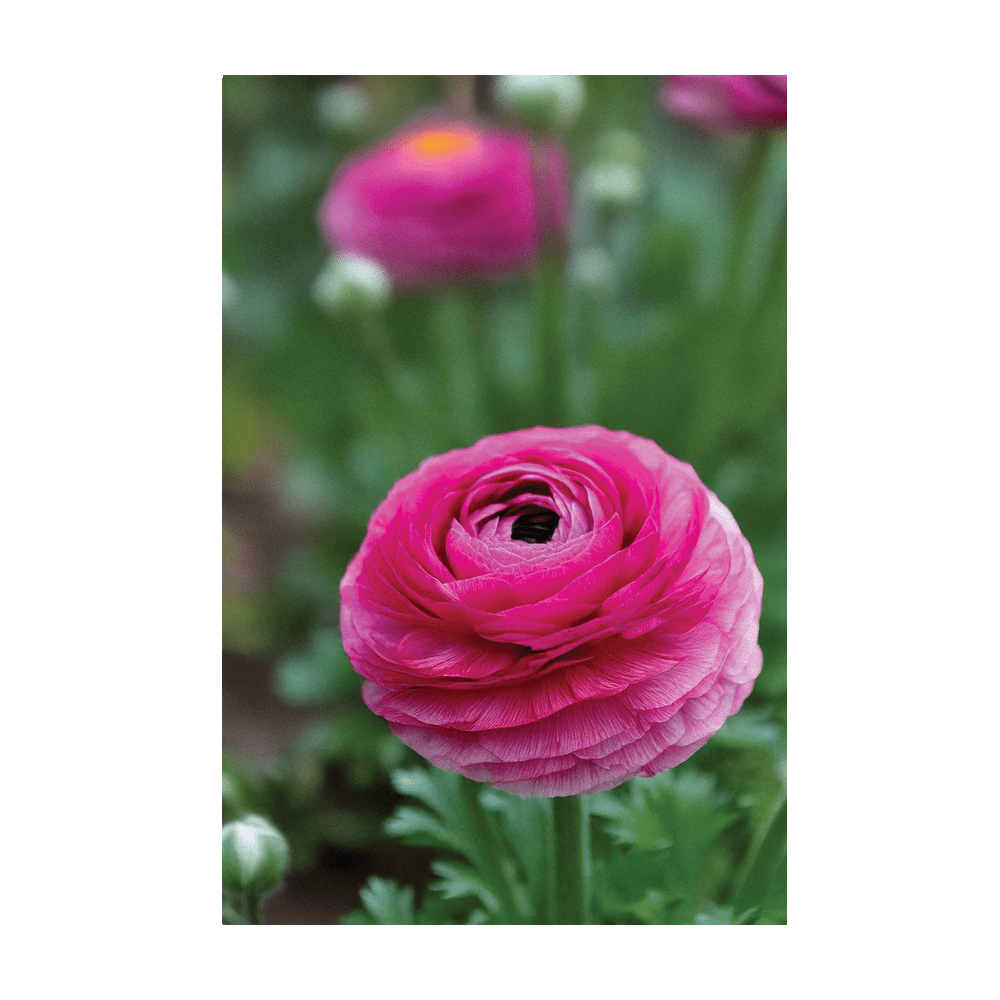 Ranunculus Flower Seeds Packet - Chive UK Wholesale