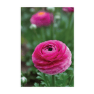 Ranunculus Flower Seeds Packet - Chive UK Wholesale