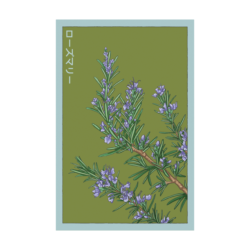 Rosemary Herb Seeds Packet - Chive UK Wholesale