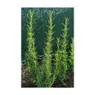 Rosemary Herb Seeds Packet - Chive UK Wholesale