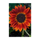 Red Sunflower Flower Seeds Packet - Chive UK Wholesale