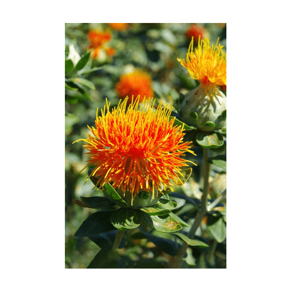 Safflower Flower Seeds Packet - Chive UK Wholesale