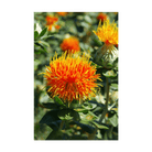 Safflower Flower Seeds Packet - Chive UK Wholesale