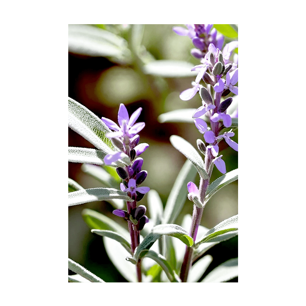 Sage Herb Seeds Packet - Chive UK Wholesale