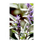 Sage Herb Seeds Packet - Chive UK Wholesale