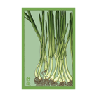 Scallions Vegetable Seeds Packet - Chive UK Wholesale