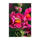 Snapdragon Flower Seeds Packet - Chive UK Wholesale