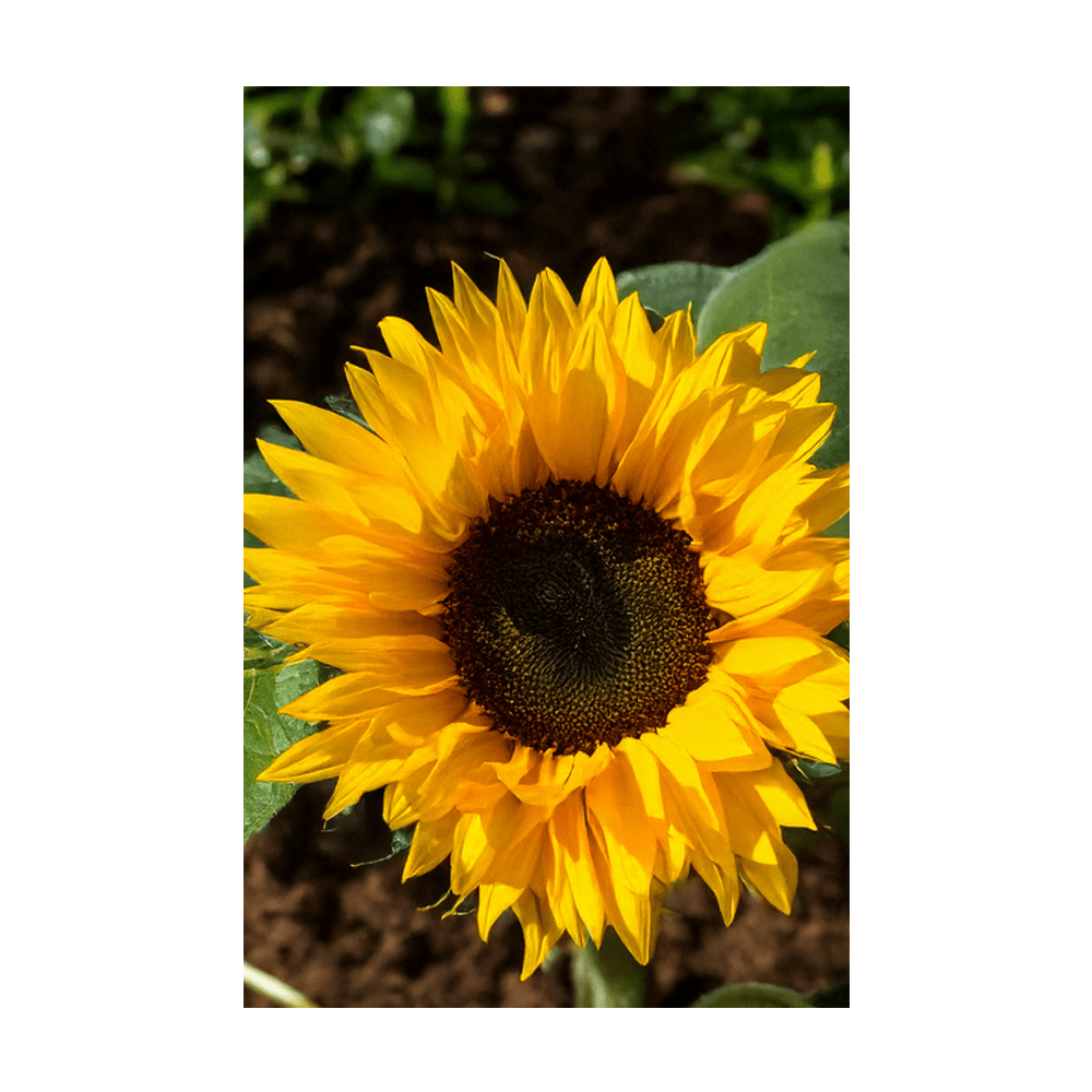 Sunflower Flower Seeds Packet - Chive UK Wholesale