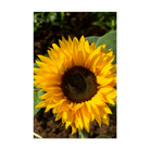 Sunflower Flower Seeds Packet - Chive UK Wholesale