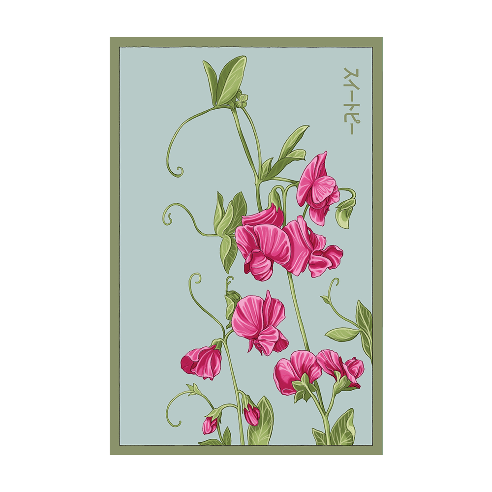 Sweet Pea Flower Seeds Packet - Chive UK Wholesale