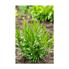 Tarragon Herb Seeds Packet - Chive UK Wholesale