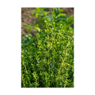 Thyme Herb Seeds Packet - Chive UK Wholesale
