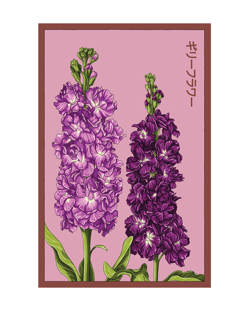 Gilly Flower Seeds Packet - Chive UK Wholesale