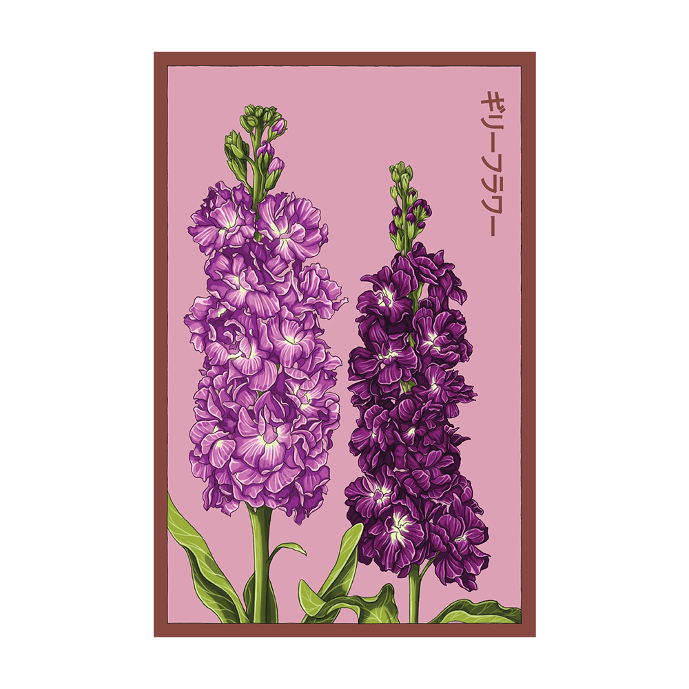 Gilly Flower Seeds Packet - Chive UK Wholesale