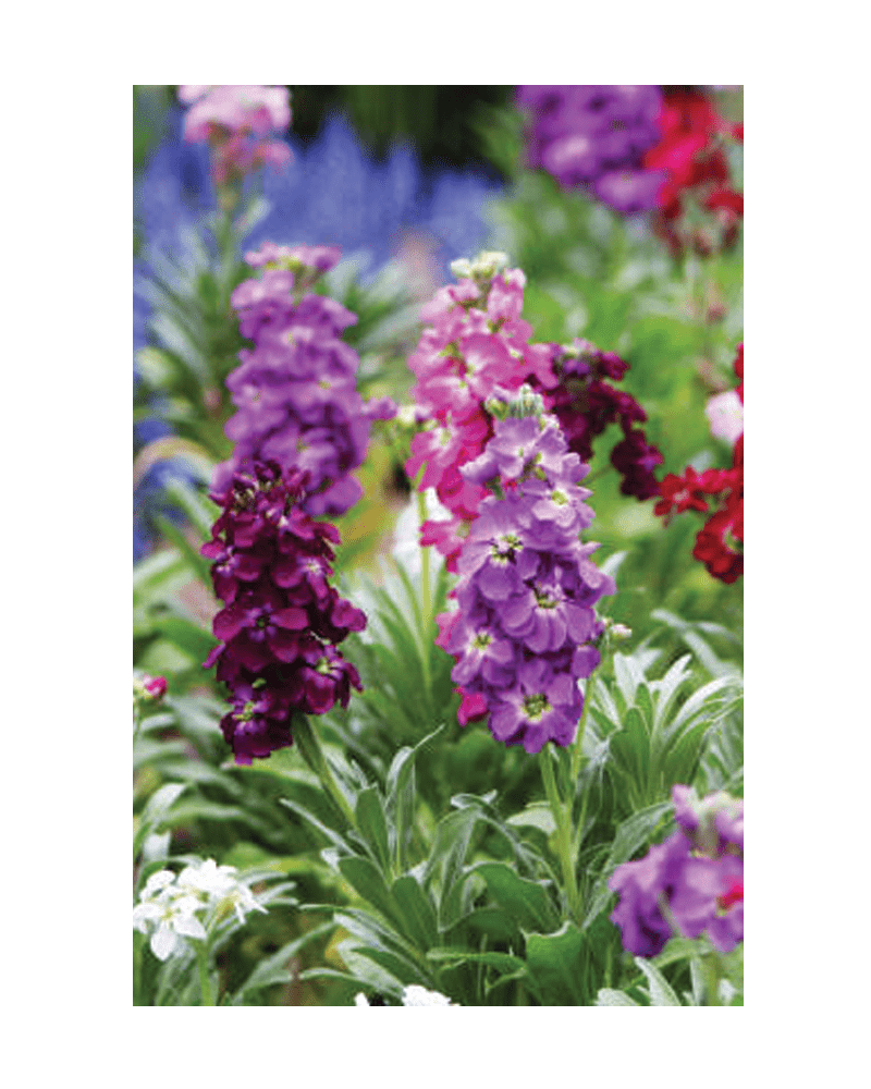 Gilly Flower Seeds Packet - Chive UK Wholesale