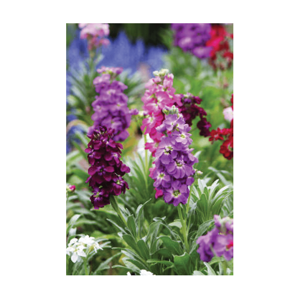 Gilly Flower Seeds Packet - Chive UK Wholesale