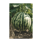 Watermelon Flower Seeds Packet - Chive UK Wholesale