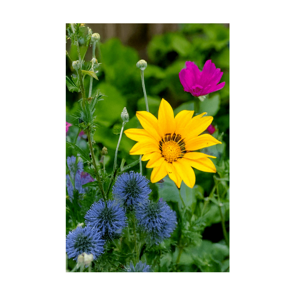 Wildflowers Flower Seeds Packet - Chive UK Wholesale