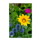 Wildflowers Flower Seeds Packet - Chive UK Wholesale