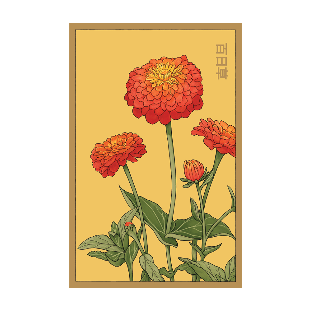 Zinnia Flower Seeds Packet - Chive UK Wholesale