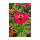 Zinnia Flower Seeds Packet - Chive UK Wholesale