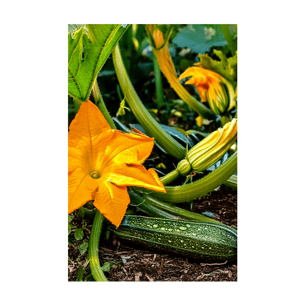 Zucchini Vegetable Seeds Packet - Chive UK Wholesale