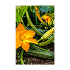 Zucchini Vegetable Seeds Packet - Chive UK Wholesale
