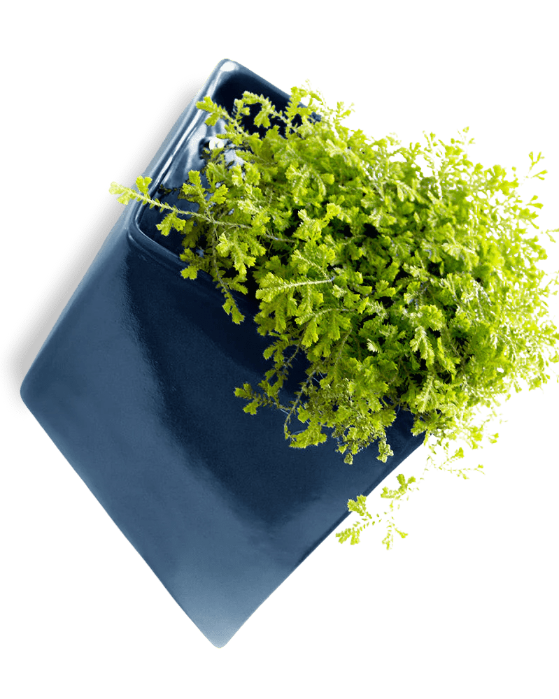 Slab Wall Planter For Succulents - Chive UK Wholesale