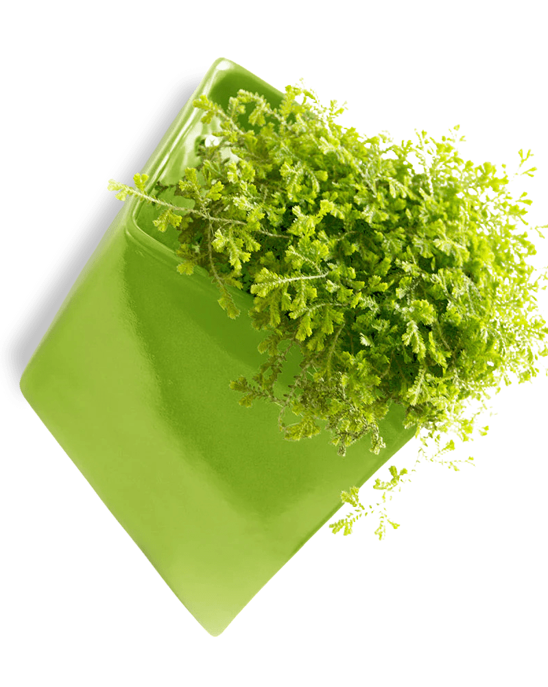 Slab Wall Planter For Succulents - Chive UK Wholesale