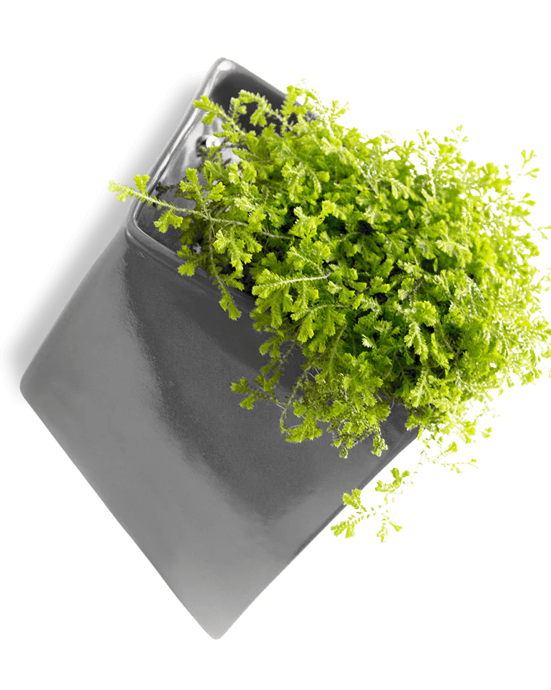 Slab Wall Planter For Succulents - Chive UK Wholesale