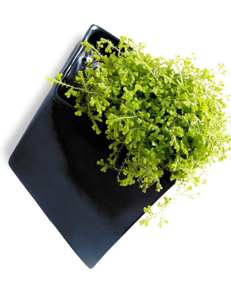 Slab Wall Planter For Succulents - Chive UK Wholesale