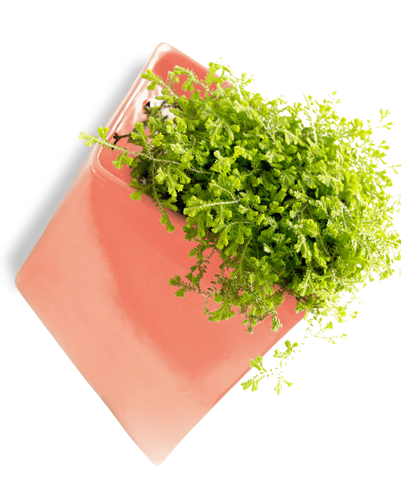 Slab Wall Planter For Succulents - Chive UK Wholesale