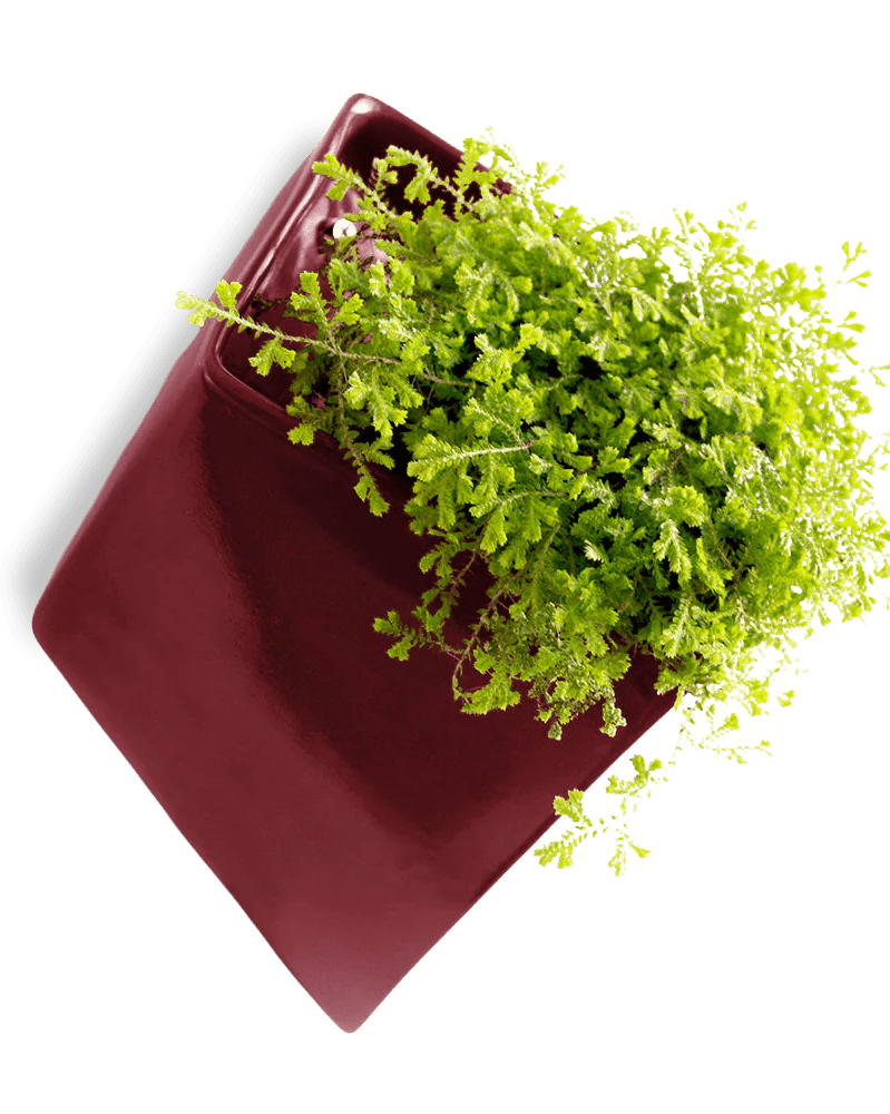 Slab Wall Planter For Succulents - Chive UK Wholesale